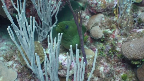 Green Moray eel Stock Footage 248779711