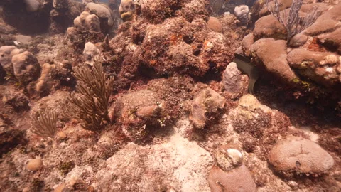 Green Moray Eel Stock Footage 320293542