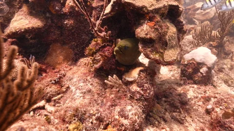 Green Moray Eel Stock Footage 320293951