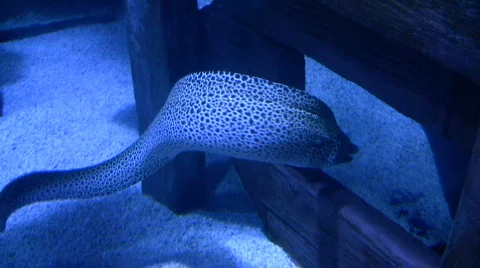 Green Moray Eel gracefully swims through the dark water Video stock 359359
