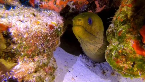 Green Moray Eel Hidden Among Coral Reefs in Tropical Waters Stock Footage 337059392
