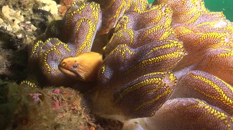 A Green Moray Eel hiding in fingers of soft coral #2-7c Stockbeeldmateriaal 38981872