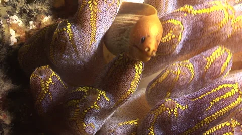 A Green Moray Eel hiding in soft coral  #2-7b Stockbeeldmateriaal 38972828