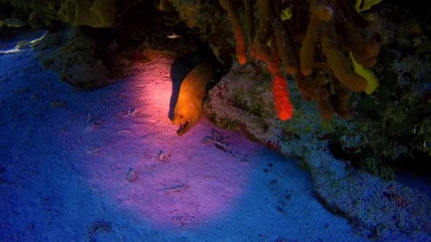 Green moray eel hiding under a reef near Cancun. Stock Footage 96470394