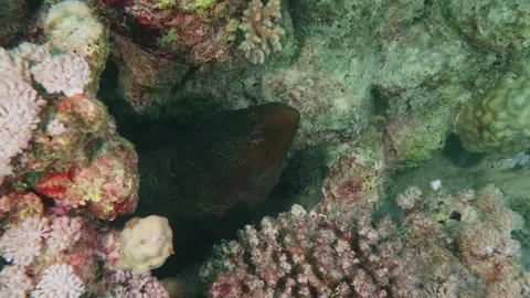 Green Moray Eel Hiding in Vibrant Coral Reef Underwater Footage Stock Footage 316690166