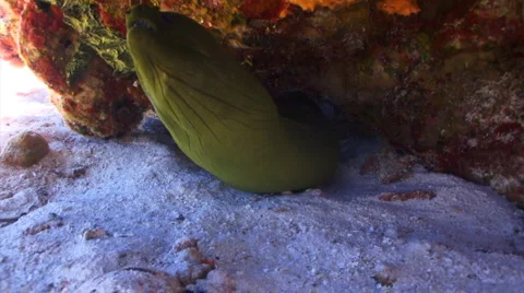 Green moray eel huge Stock Footage 1808330