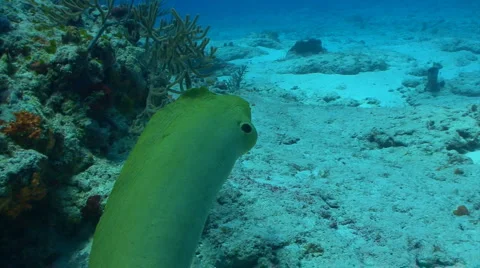 Green moray eel huge Stock Footage 2488310