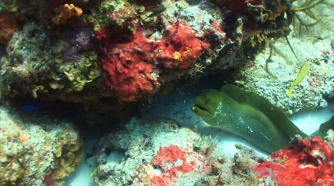 Green moray eel huge Stock Footage 2569176