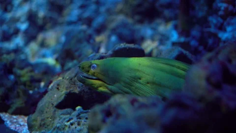 Green Moray eel looks out of the cave  Stock Footage 127771307