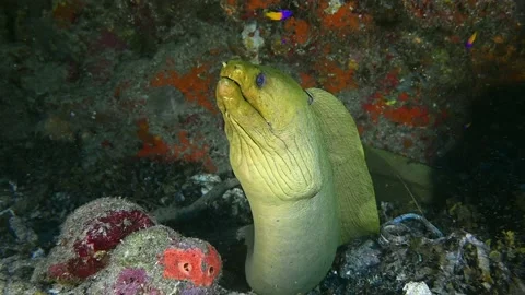 A green moray eel lurking in its lair hidden within a reef Stock Footage 156970799