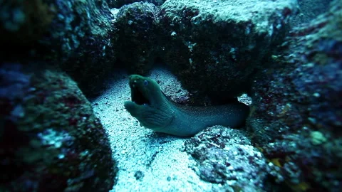 Green moray eel mouth agape, posing underwater in galapagos habitat Stock Footage 312095338