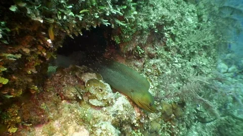Green Moray eel near divers underwater. Stockbeeldmateriaal 121059819