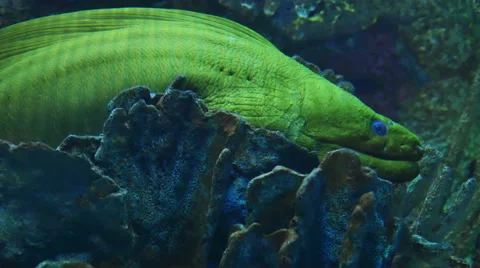 Green Moray Eel Next to Coral Close Up, 4K Stock Footage 60663866