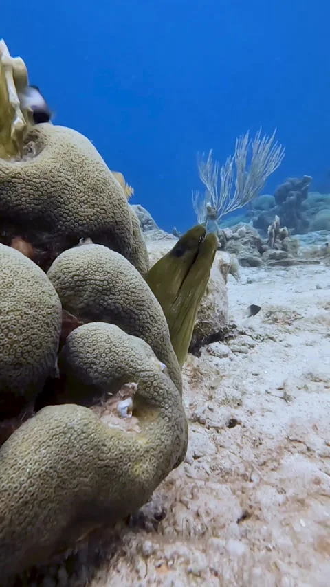 Green moray eel peeking from under coral Stock Footage 233225421