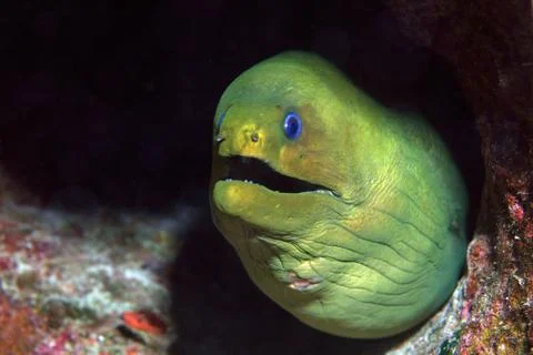 Green moray eel Stock Photos