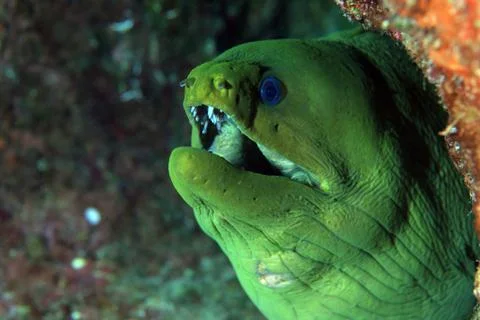 Green moray eel Stock Photos