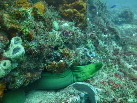 Green Moray Eel Stock Photos