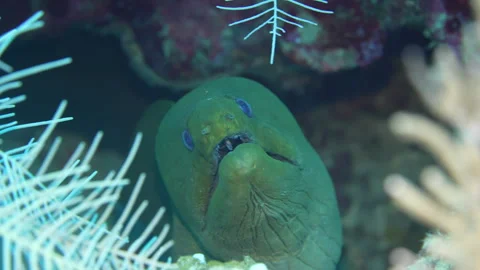Green Moray Eel on the reef Stock Footage 324753417