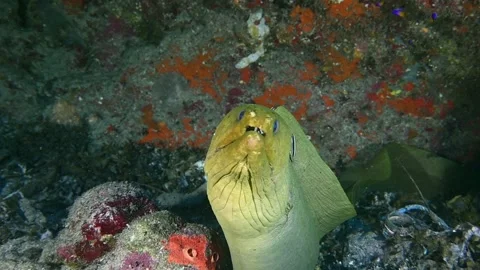 A green moray eel on a reef in Grand Cayman poses for the camera Stock Footage 156971005