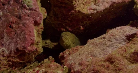 Green moray eel in rocks with feeding neon goby Stock Footage 324649670