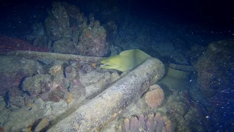 Green moray eel searching for prey at night Stock Footage 122055245