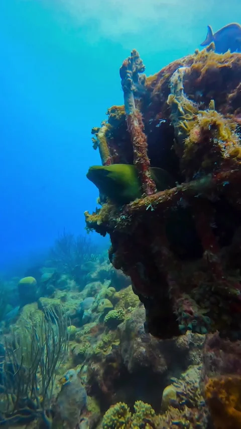 Green moray eel sticking his head out of pipe Stock Footage 233388035
