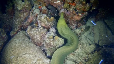 Green moray eel strikes at a reef fish while hunting at night Stock-Footage 122055248