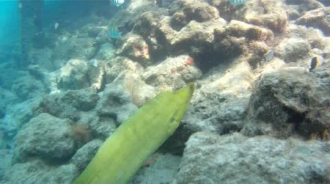 Green Moray Eel Swimming Stock Footage 10963187