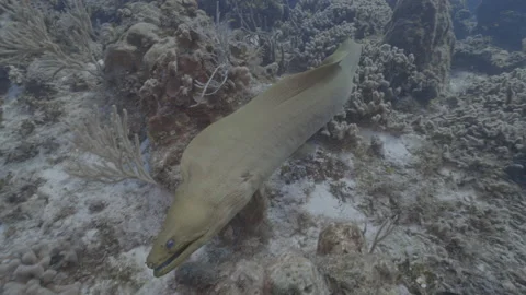 Green moray eel Swimming Stock Footage 297029690