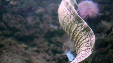 Green moray eel swimming underwater Stock Footage 326864710