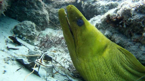 Green Moray Eel underwater in the rocks of a coral reef Stock Footage 38113493