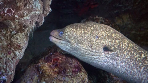 Green Moray Eel.4K Stock Footage 126327742