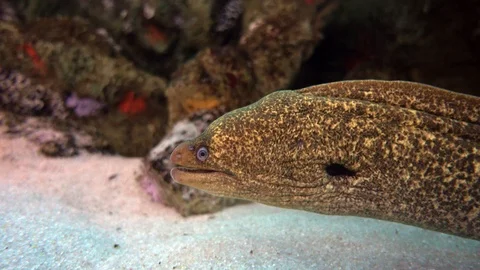 Green Moray Eel.4K Stock Footage 126329082