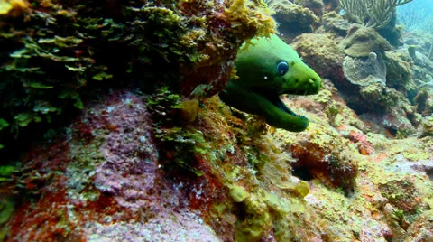 Green Moray swims at camera Stock Footage 25510561