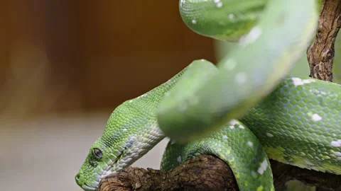 Green Morelia viridis snake coiled on branch with vibrant scales in close-up Stock Footage 292983389