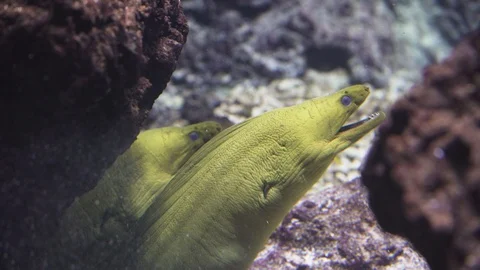 Green morey eel,  moray eel of the family Muraenidae is looking out Vídeos de archivo 127357848