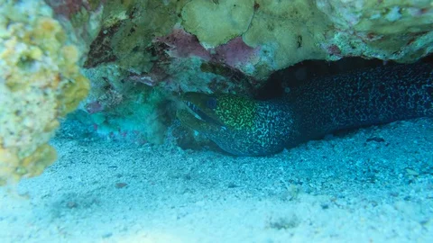 Green morey eel . Red sea. 動画素材 129392371
