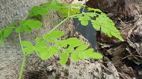 Green Moringa leaves blowing in the wind Stock Footage 304646307