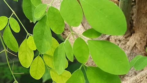 Green Moringa leaves blowing in the wind Stock Footage 304646342