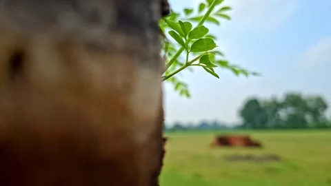 Green Moringa Leaves Sprouting Behind Tree Trunk 库存影片 343878158