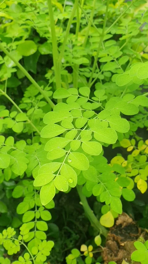 Green moringa leaves in the yard Stock Footage 311787400