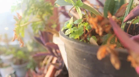 Green Morning Stock Footage 25153666