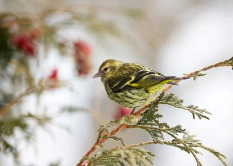 Green Morph Pine Siskin. Stock Photos