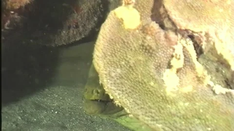 GREEN MORRAY 1 Stock Footage 306667036