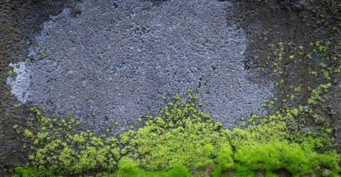 Green mos Stock Photos