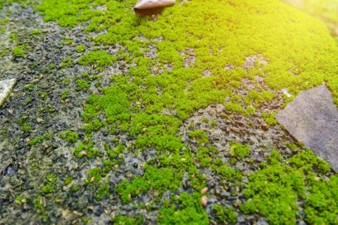 Green mos on Stone background Stock Photos