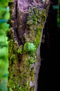 Green mos on the tree Stock Photos