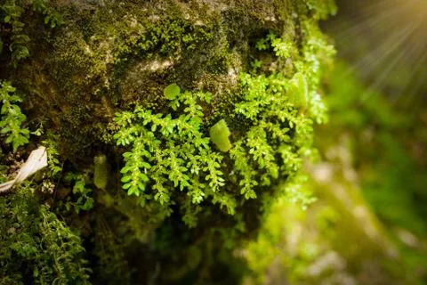 Green mos on the tree Stockfoto's