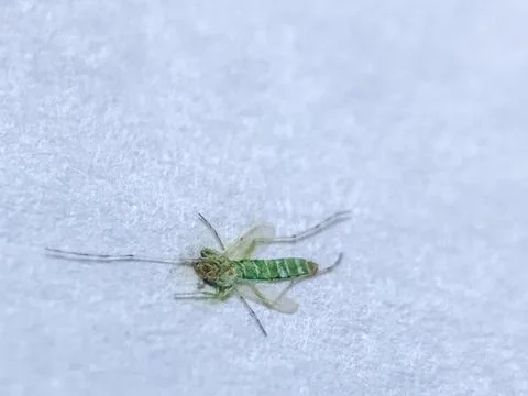 Green mosquito Stock Photos