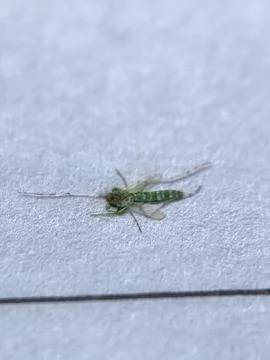 Green mosquito Stock Photos